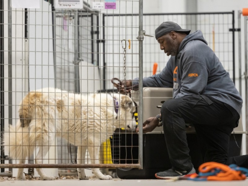 Cruelty Recovery Center