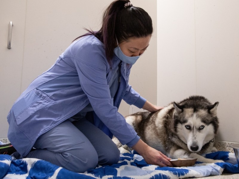 Animal Recovery Center